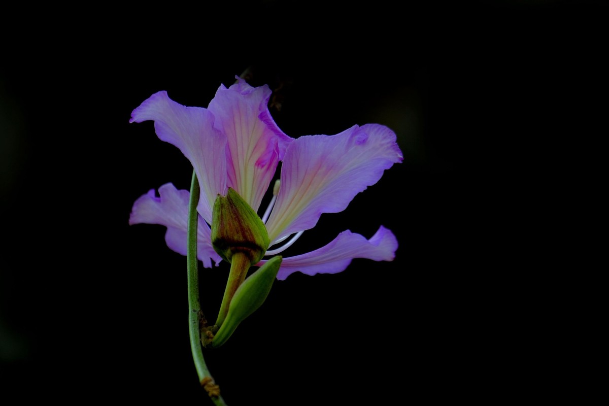 紫荆花 （三）