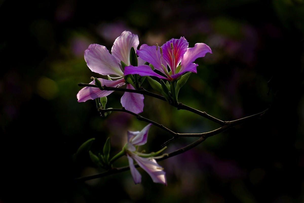 紫荆花 （三）