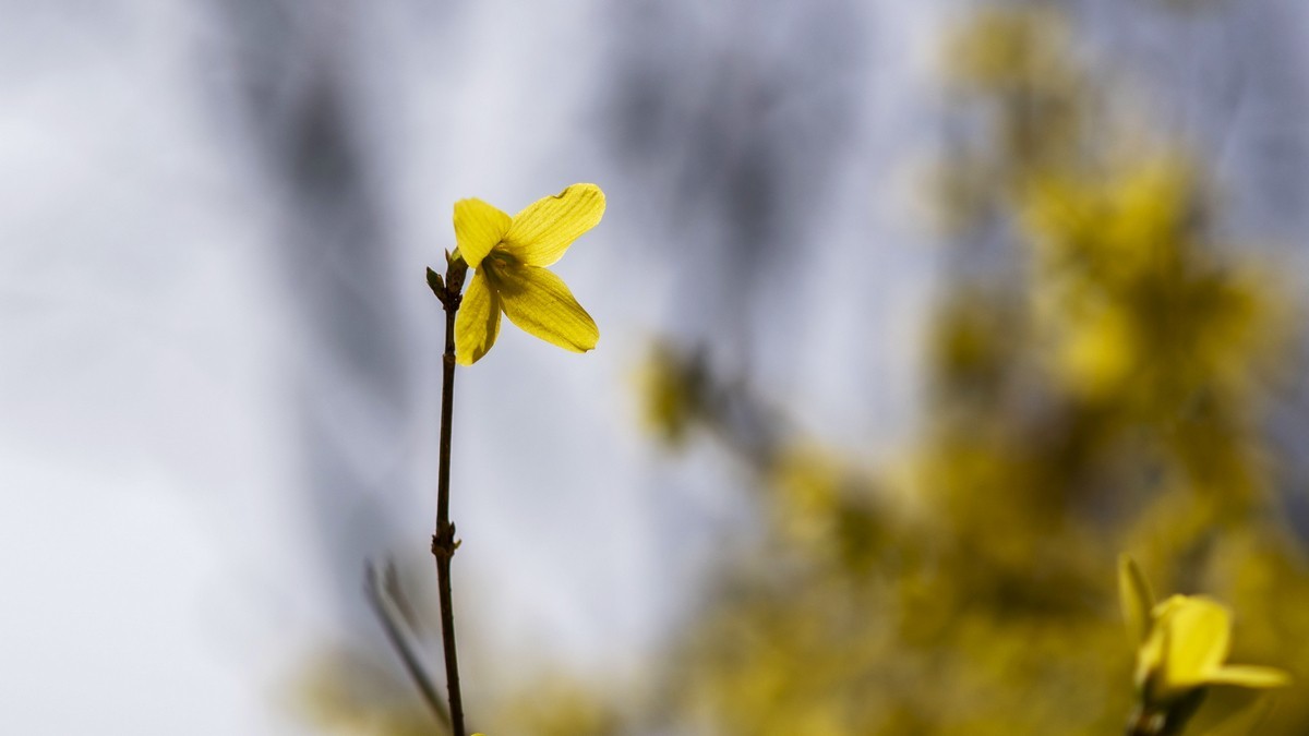 迎春花（连翘）