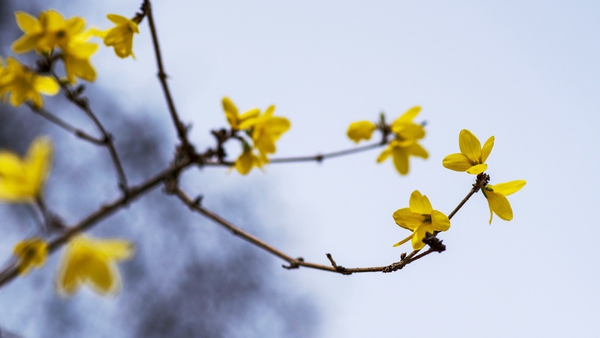 迎春花（连翘）