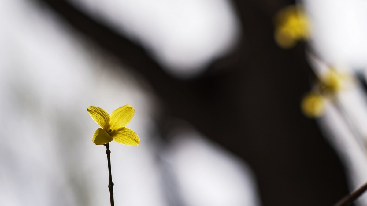 迎春花（连翘）