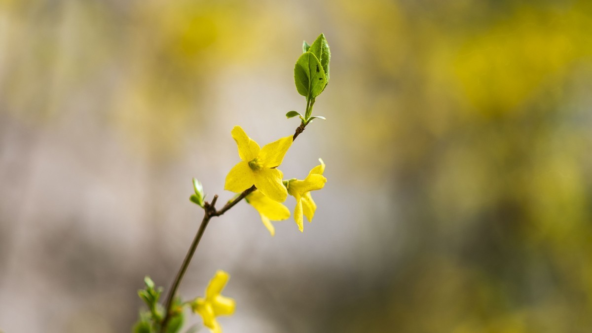 迎春花（连翘）
