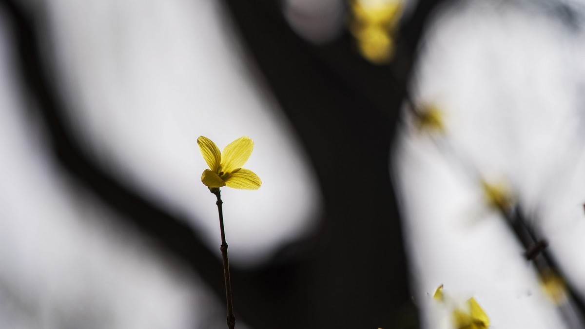 迎春花（连翘）
