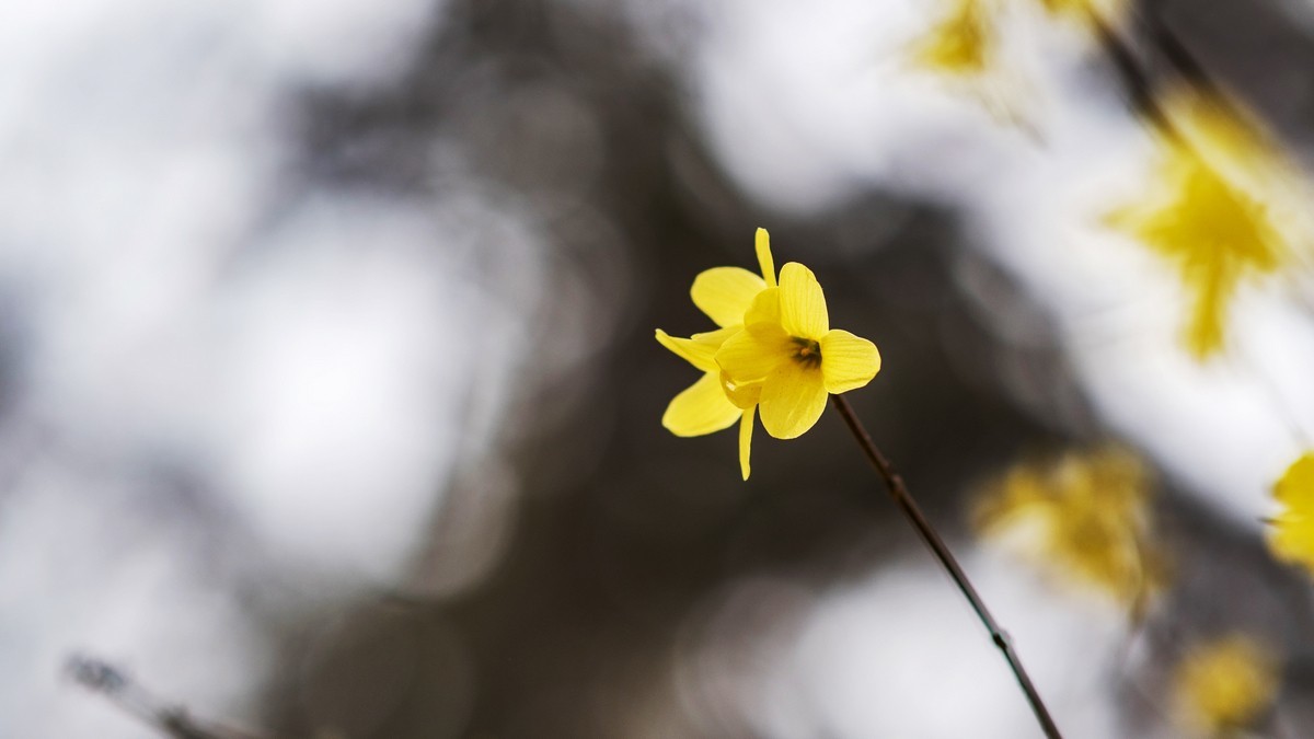 迎春花（连翘）