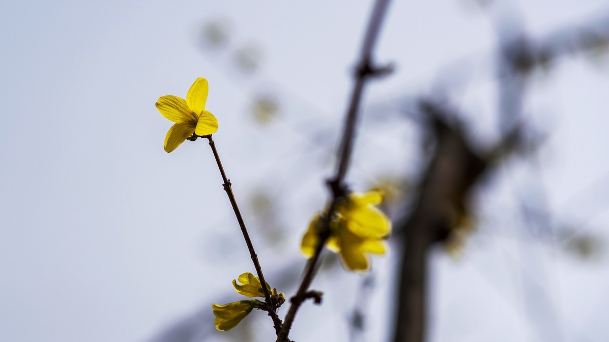 迎春花（连翘）