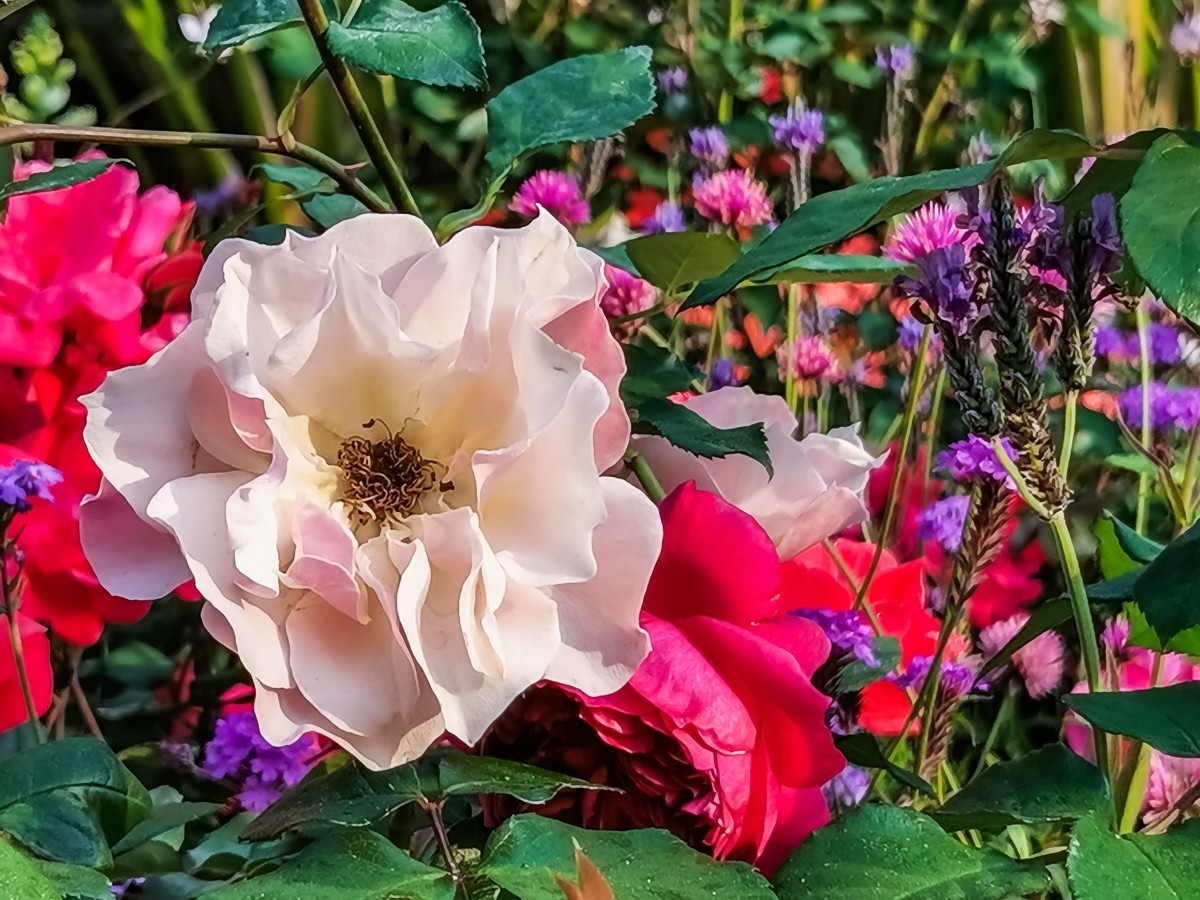 月季花