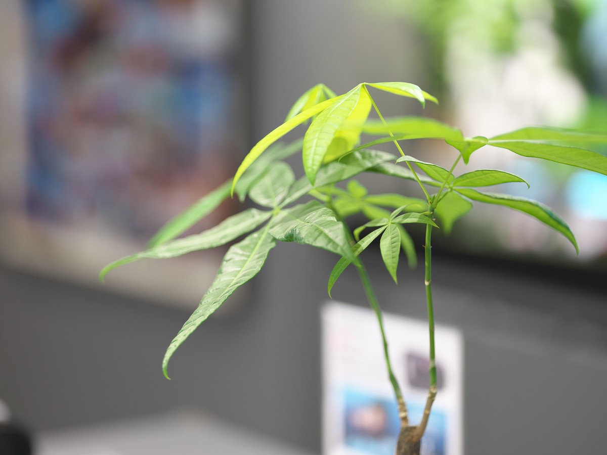 富士GFX 50SII + GF100 F2  完美体现“刀锐奶化”