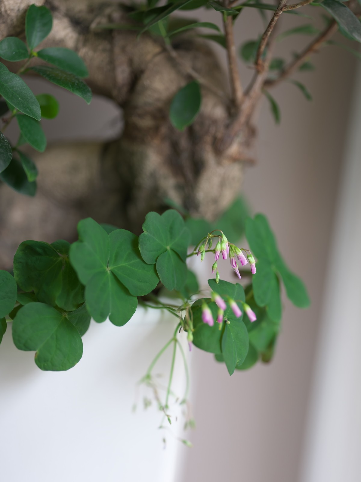 富士GFX 50SII + GF100 F2  完美体现“刀锐奶化”