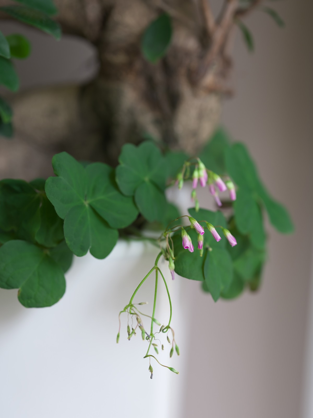 富士GFX 50SII + GF100 F2  完美体现“刀锐奶化”