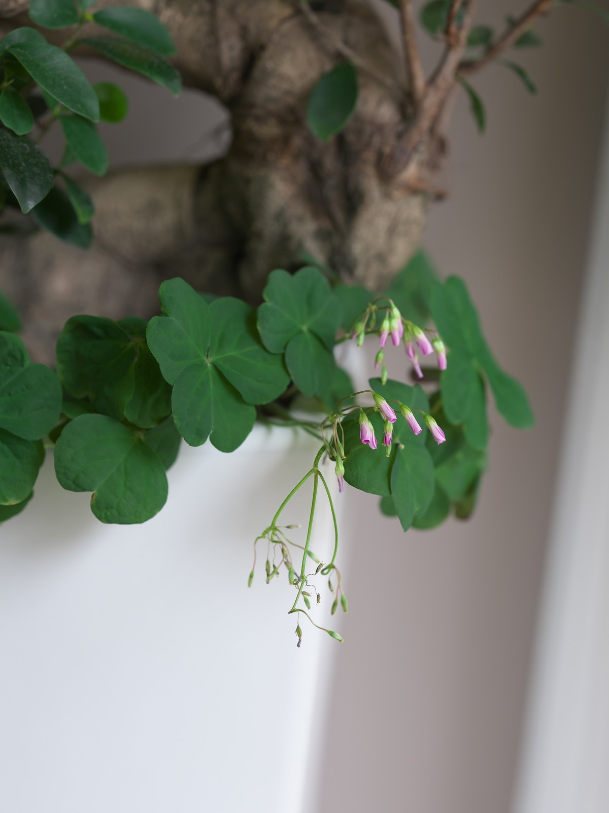 富士GFX 50SII + GF100 F2  完美体现“刀锐奶化”