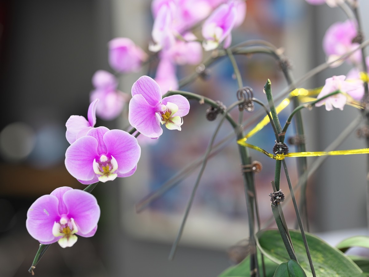 富士GFX 50SII + GF100 F2  完美体现“刀锐奶化”