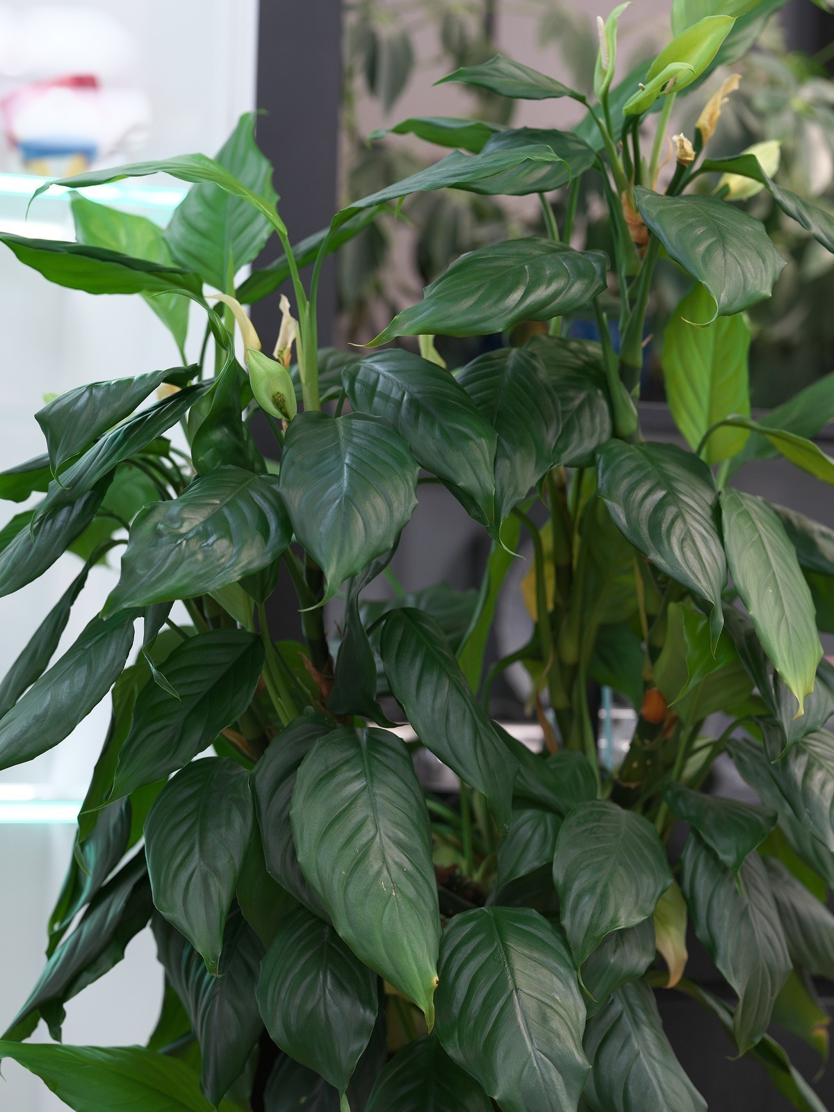 富士GFX 50SII + GF100 F2  完美体现“刀锐奶化”