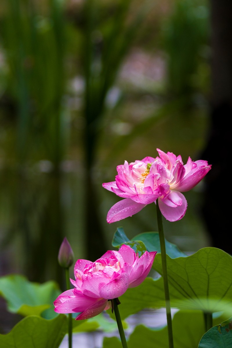 外出随拍（续397）.