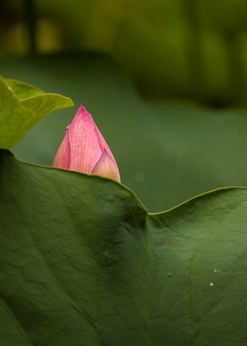 外出随拍（续397）.