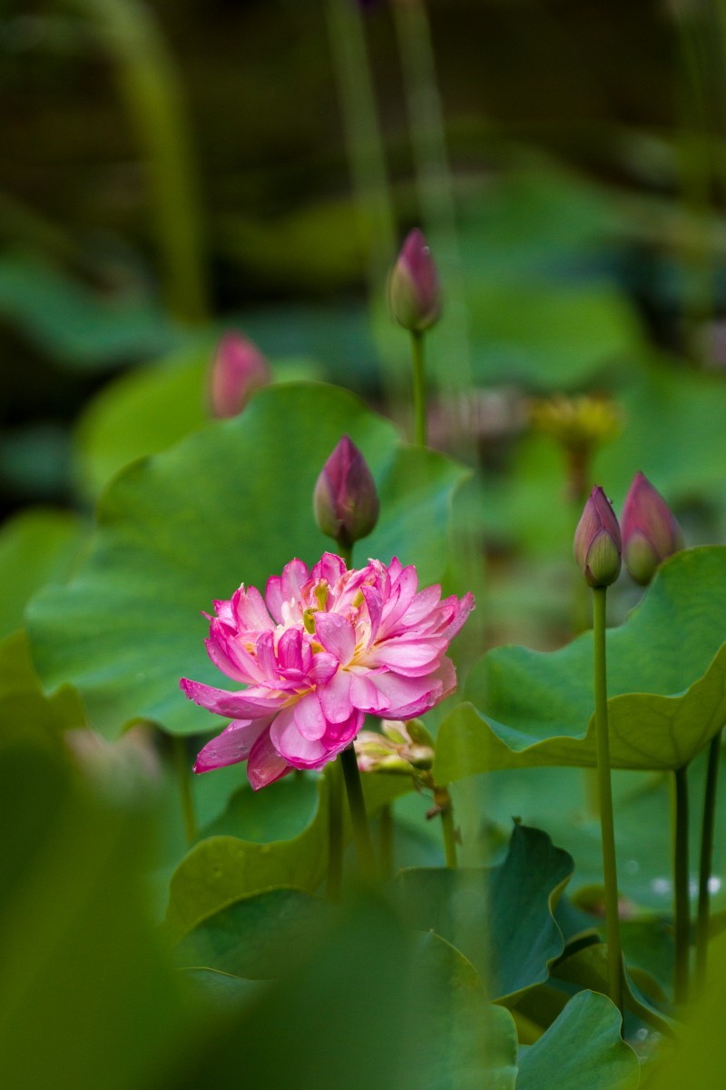 外出随拍（续397）.