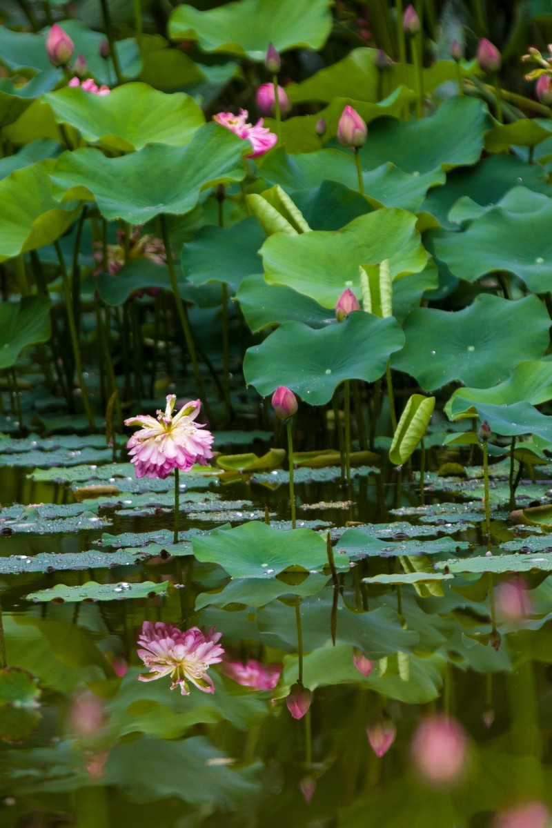 外出随拍（续397）.