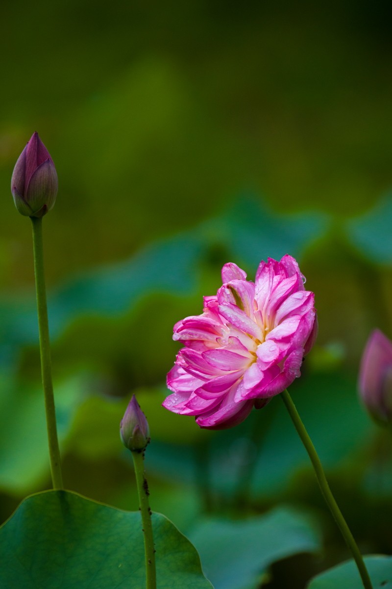 外出随拍（续397）.