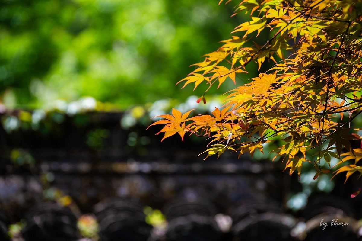 虎跑随拍（中）