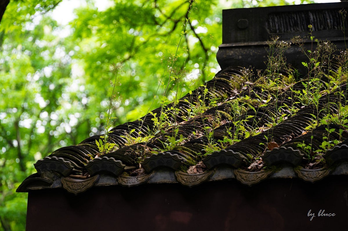 虎跑随拍（中）