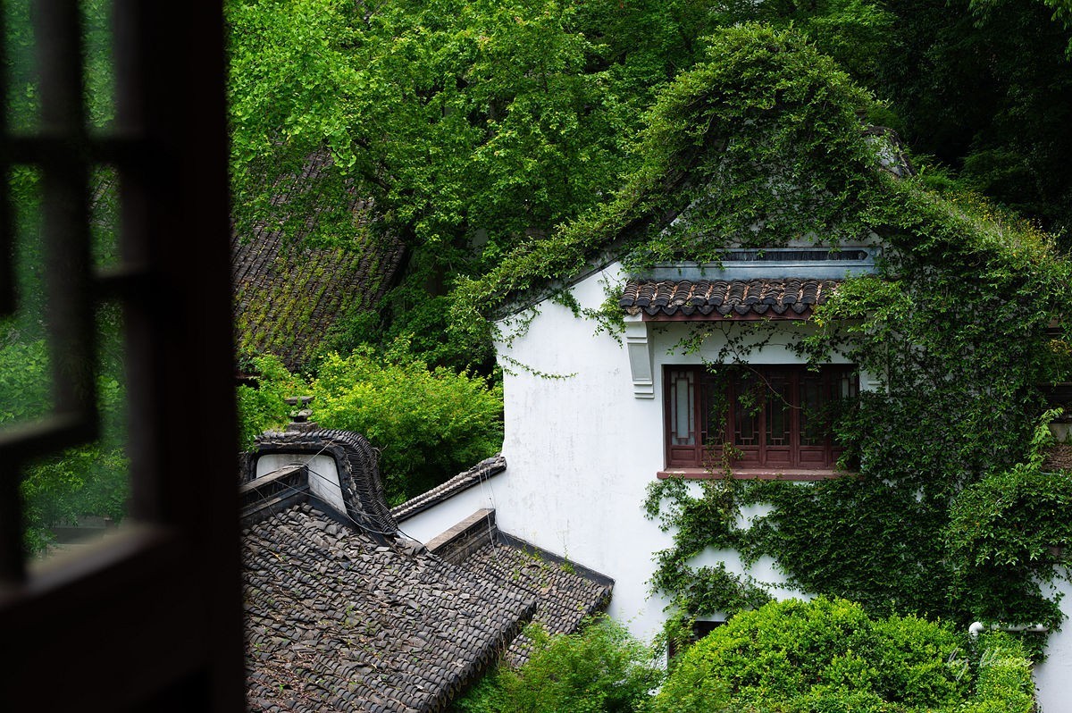 虎跑随拍（中）