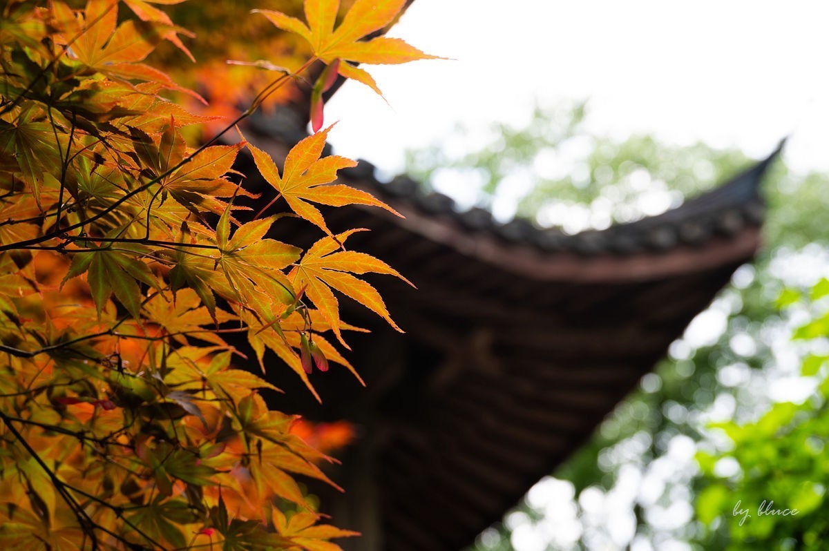 虎跑随拍（中）