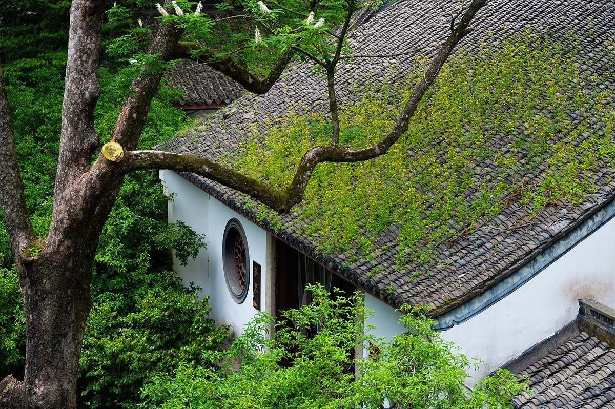 虎跑随拍（中）