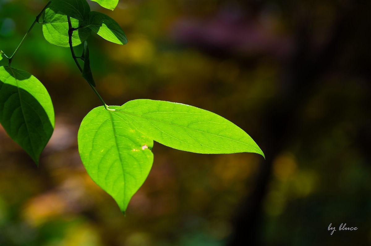 虎跑随拍（中）