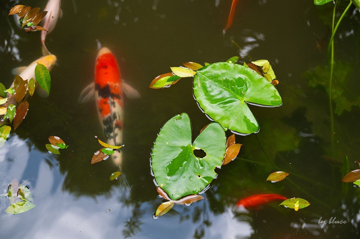 虎跑随拍（中）
