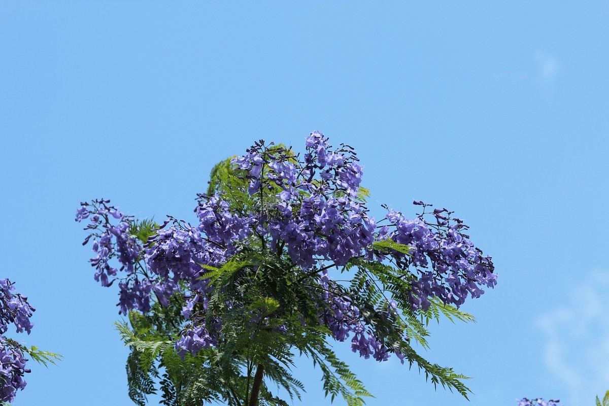 拍摄花卉一（610）