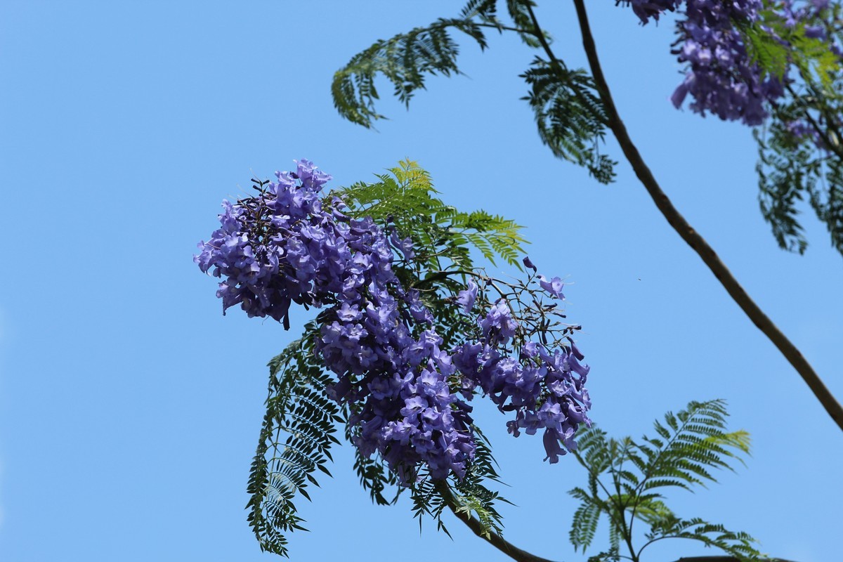 拍摄花卉一（610）