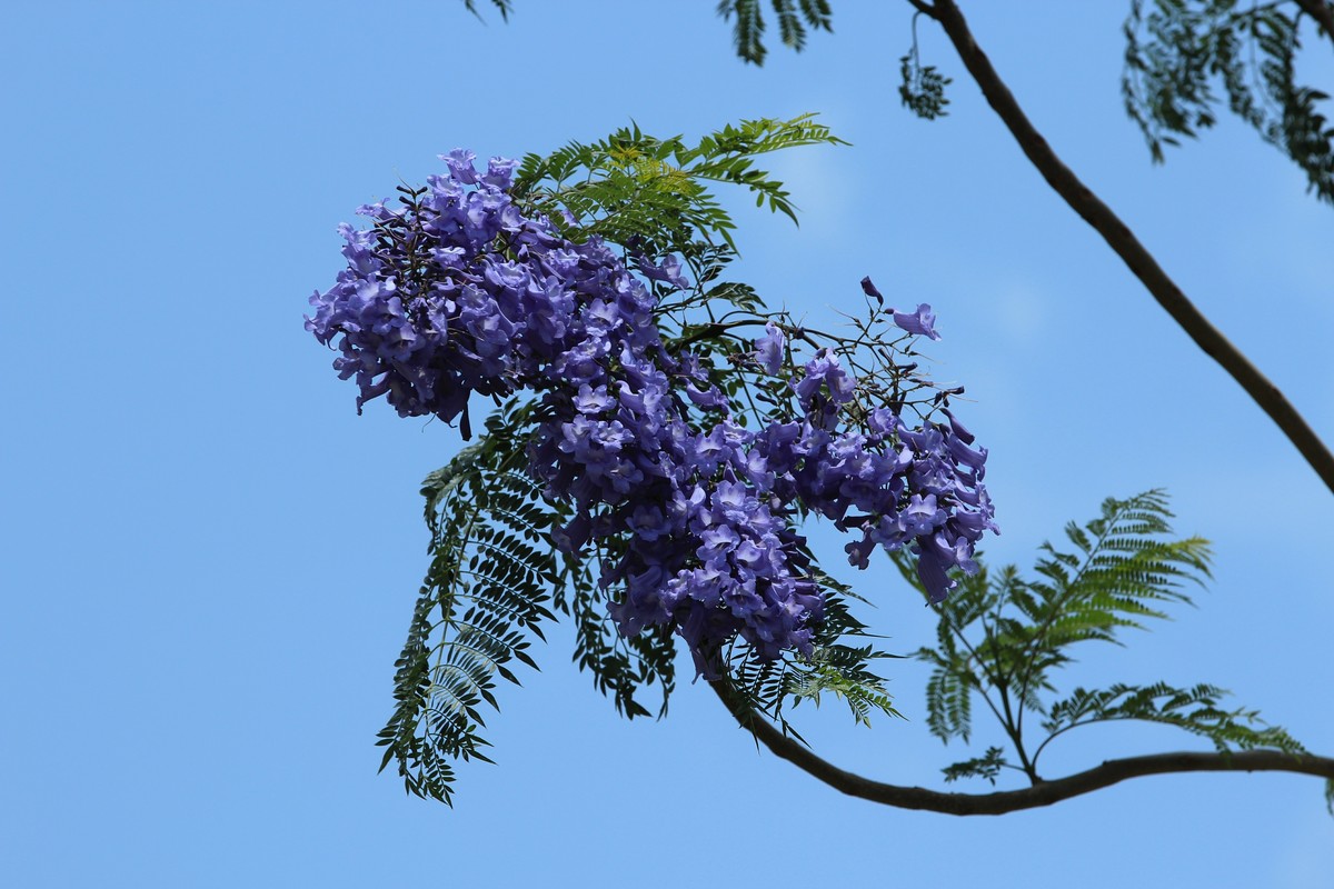 拍摄花卉一（610）