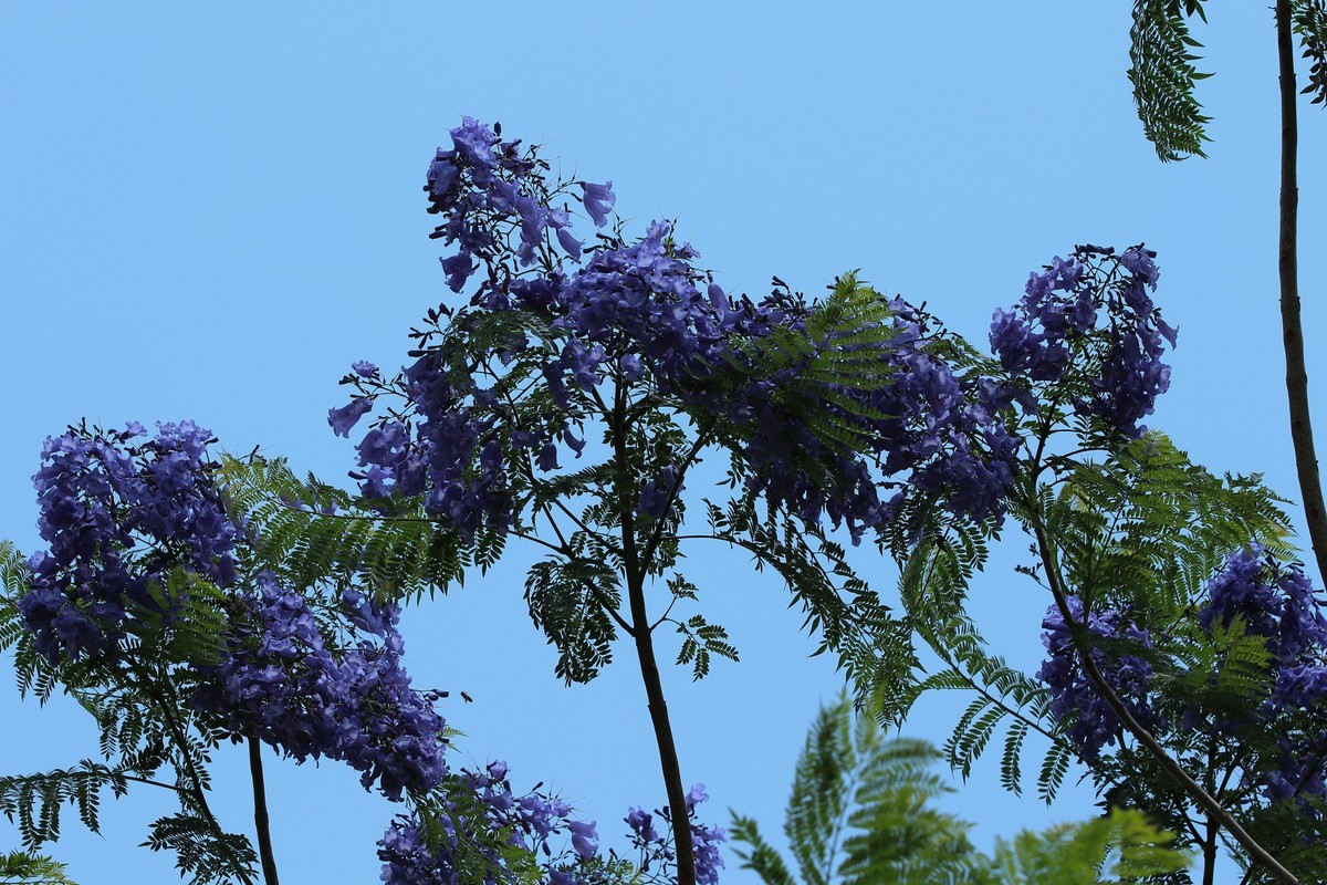 拍摄花卉一（610）