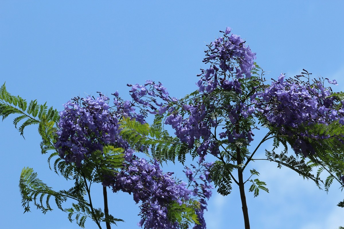 拍摄花卉一（610）