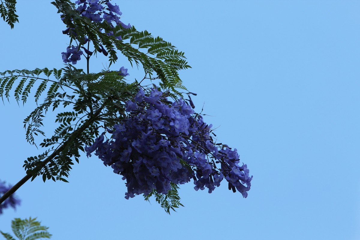 拍摄花卉一（610）