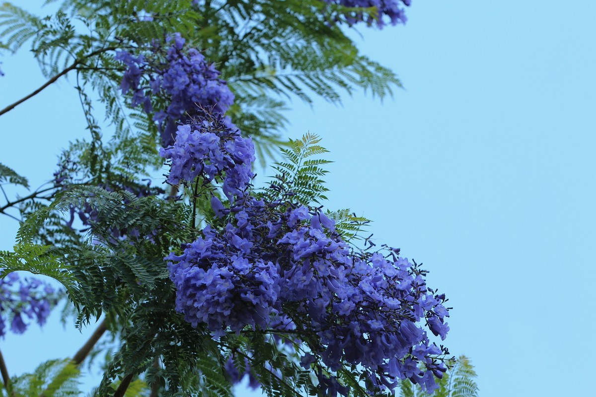 拍摄花卉一（610）