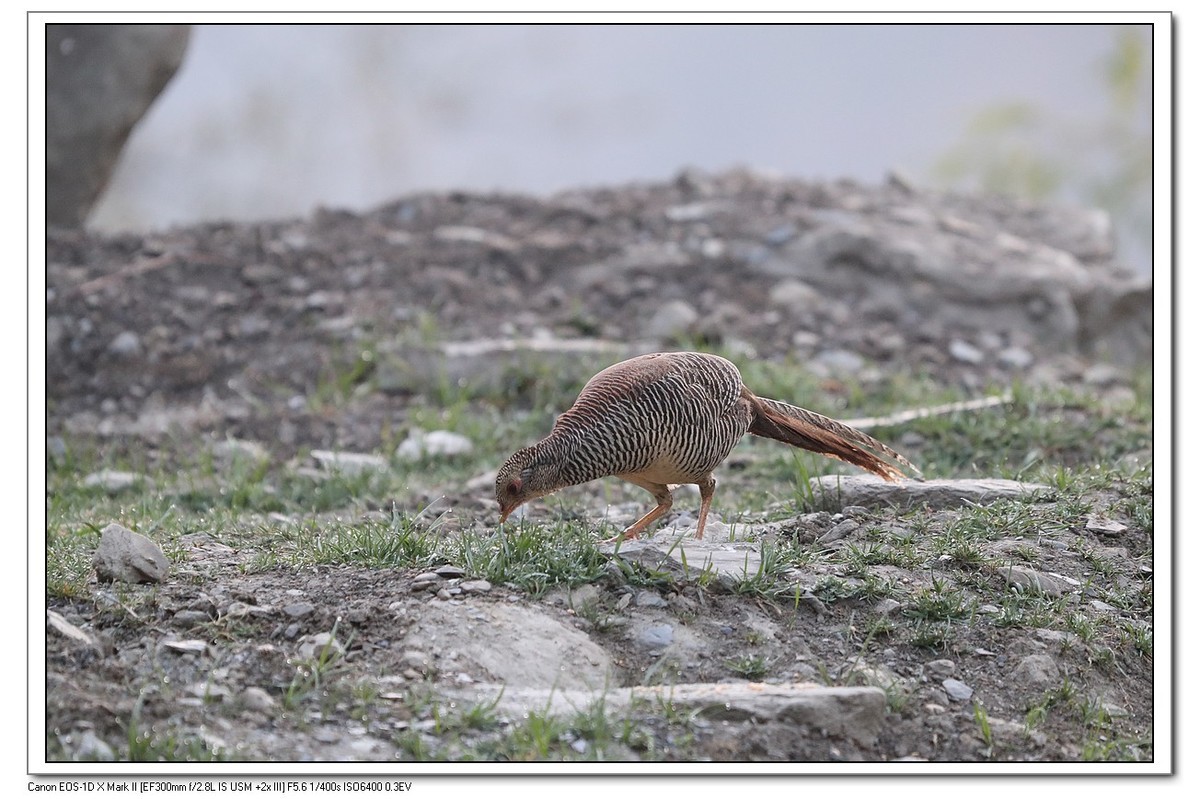 红腹锦鸡母鸡一