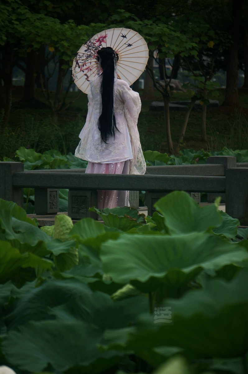 沙湖*荷旁疏影任我知——武汉随笔