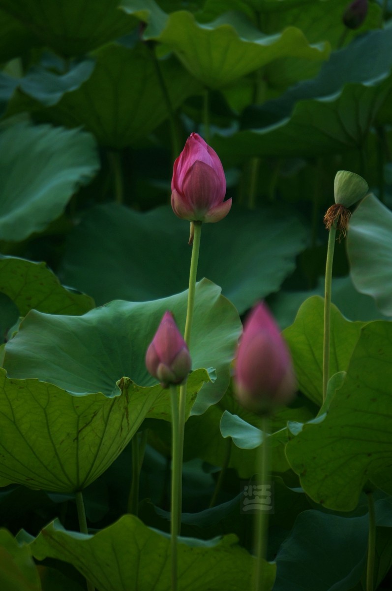 沙湖*荷旁疏影任我知——武汉随笔
