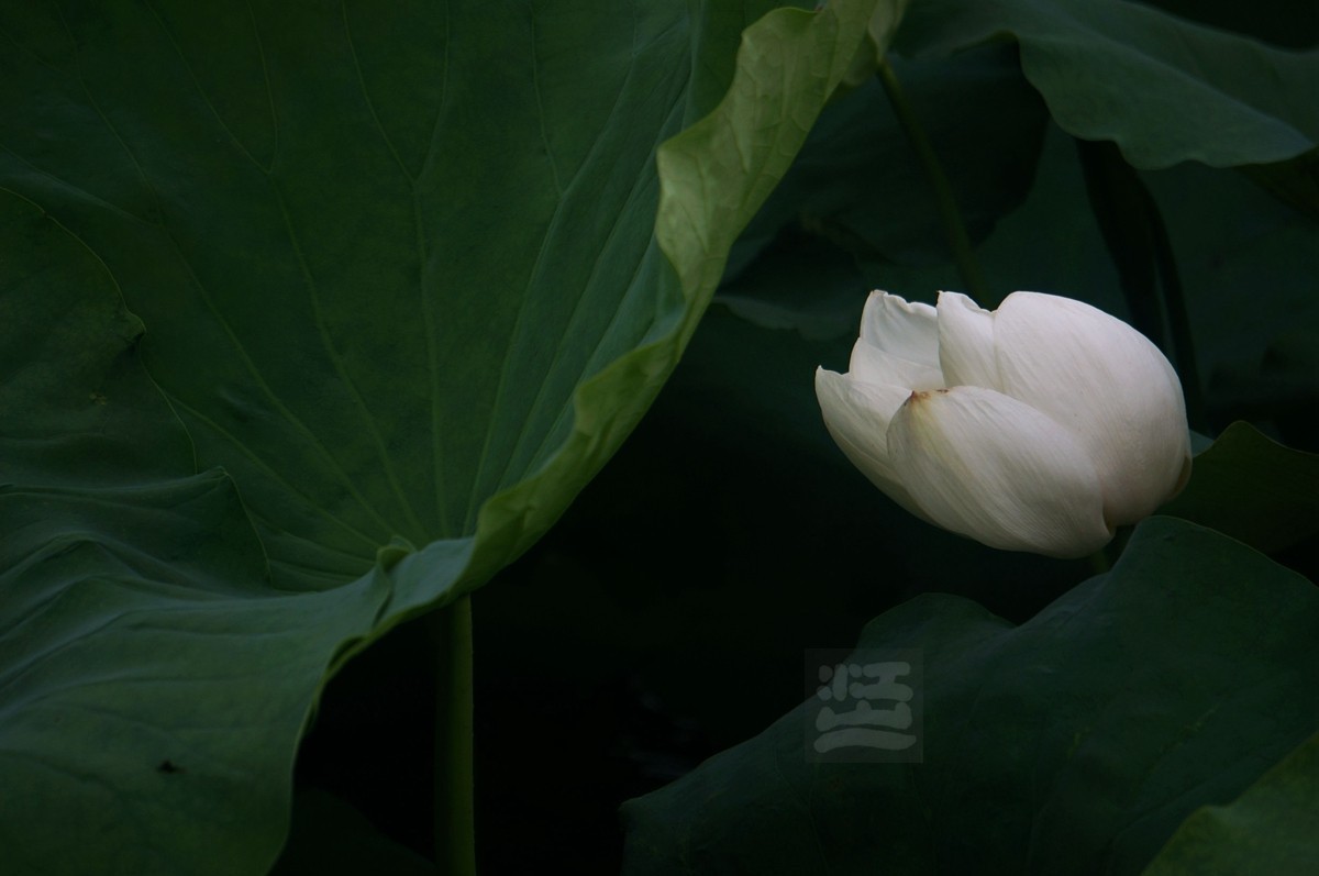 沙湖*荷旁疏影任我知——武汉随笔