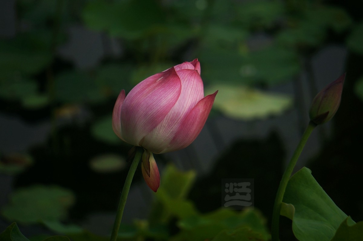 沙湖*荷旁疏影任我知——武汉随笔