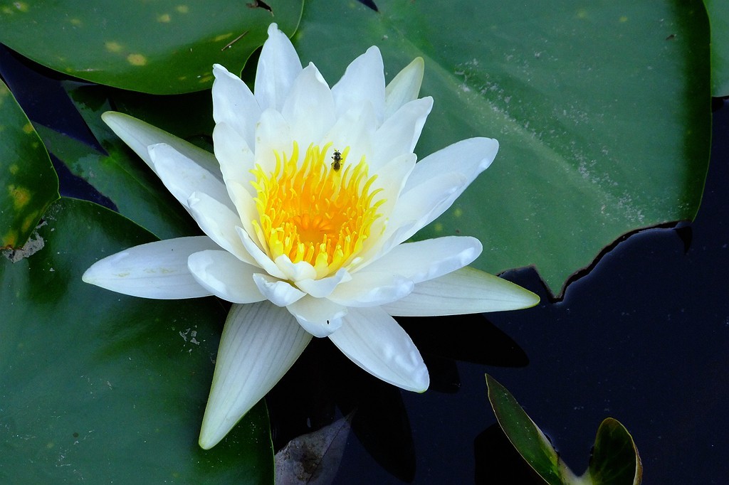 随手拍拍白莲花