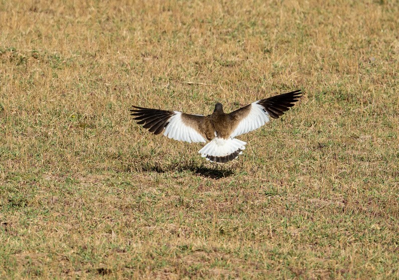 抓拍《灰头麦鸡》
