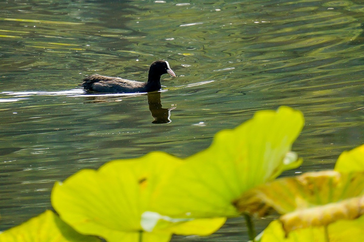 新品腾龙镜头18300圆明园试拍