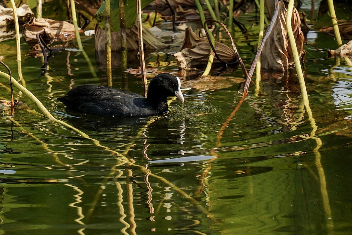 新品腾龙镜头18300圆明园试拍