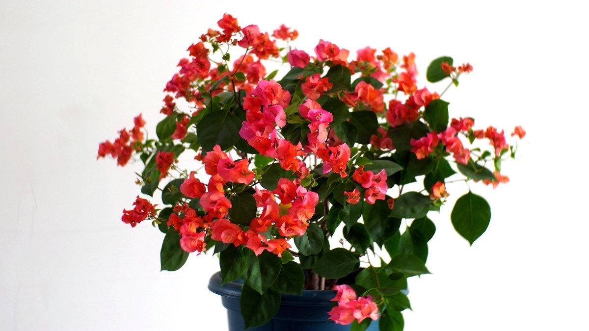 静默居家，拍一拍家里的三角梅