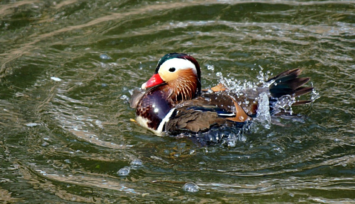民心河畔·鸳鸯戏水·