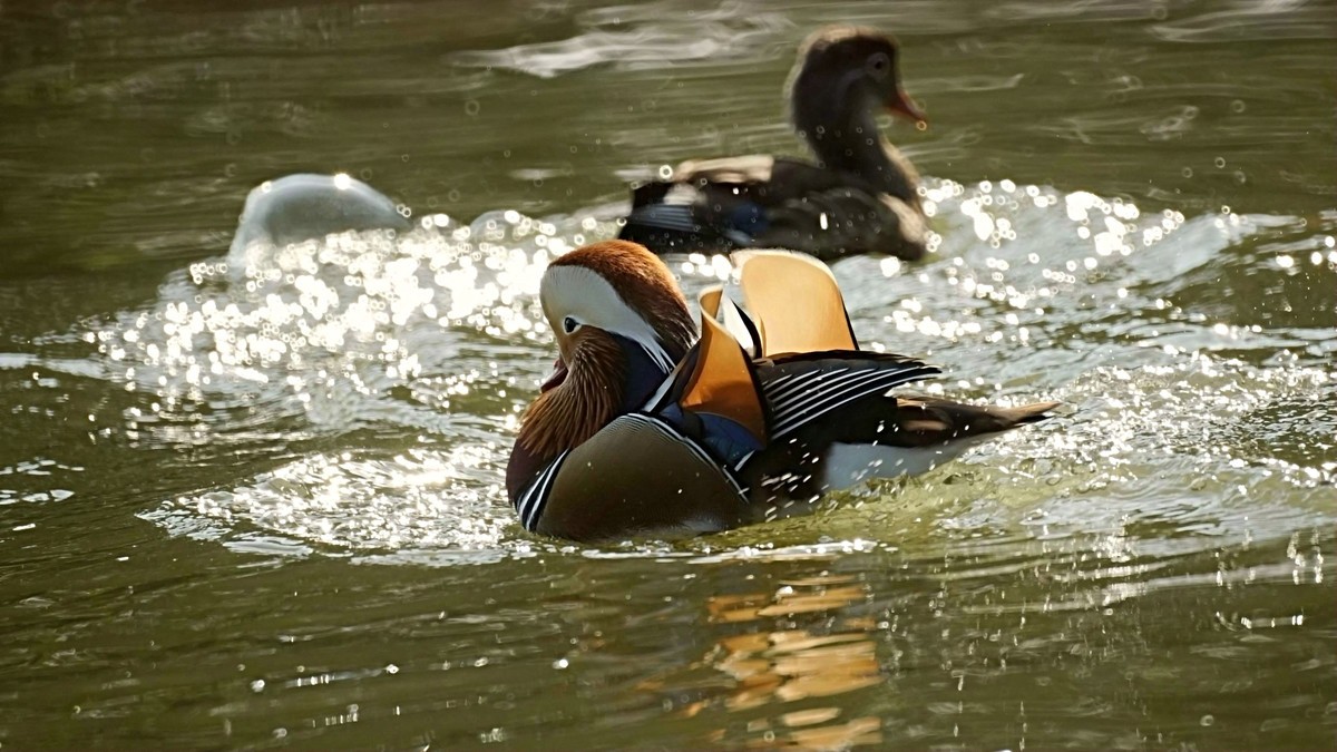 民心河畔·鸳鸯戏水·