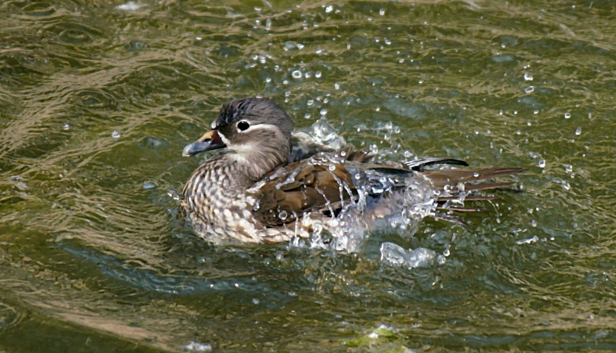 民心河畔·鸳鸯戏水·