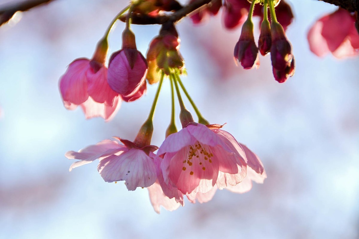 #花开春光寻美景#——玉渊潭樱花季--红樱