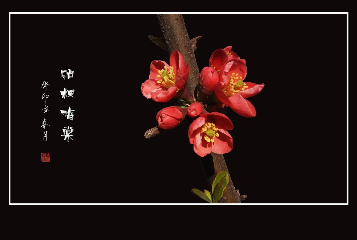 枝头燃起吉祥火，贴梗海棠绽红霞